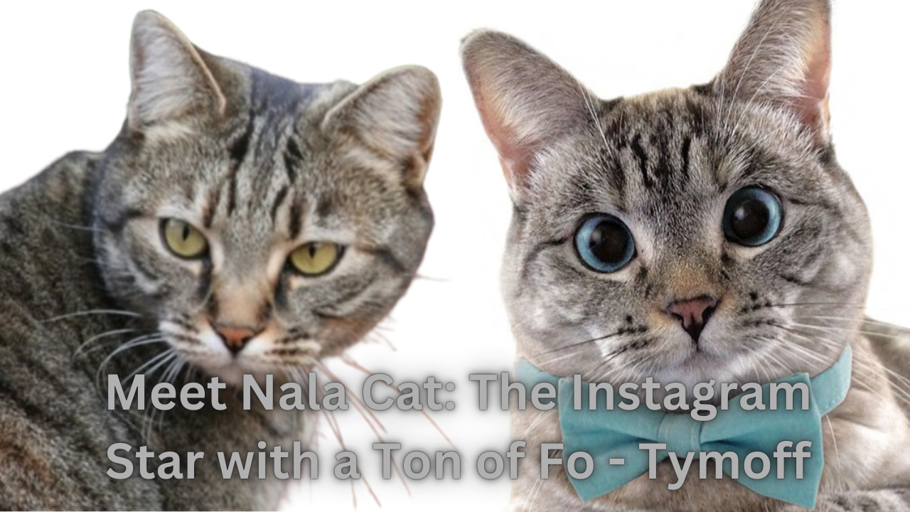 Meet Nala Cat: The Instagram Star with a Ton of Fo - Tymoff